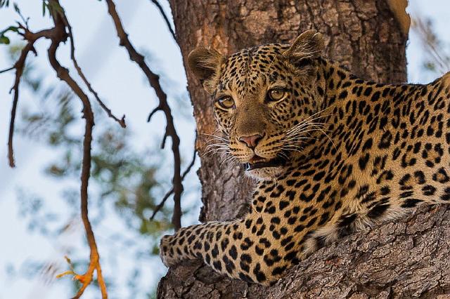 070 Botswana, Chobe NP, luipaard.jpg